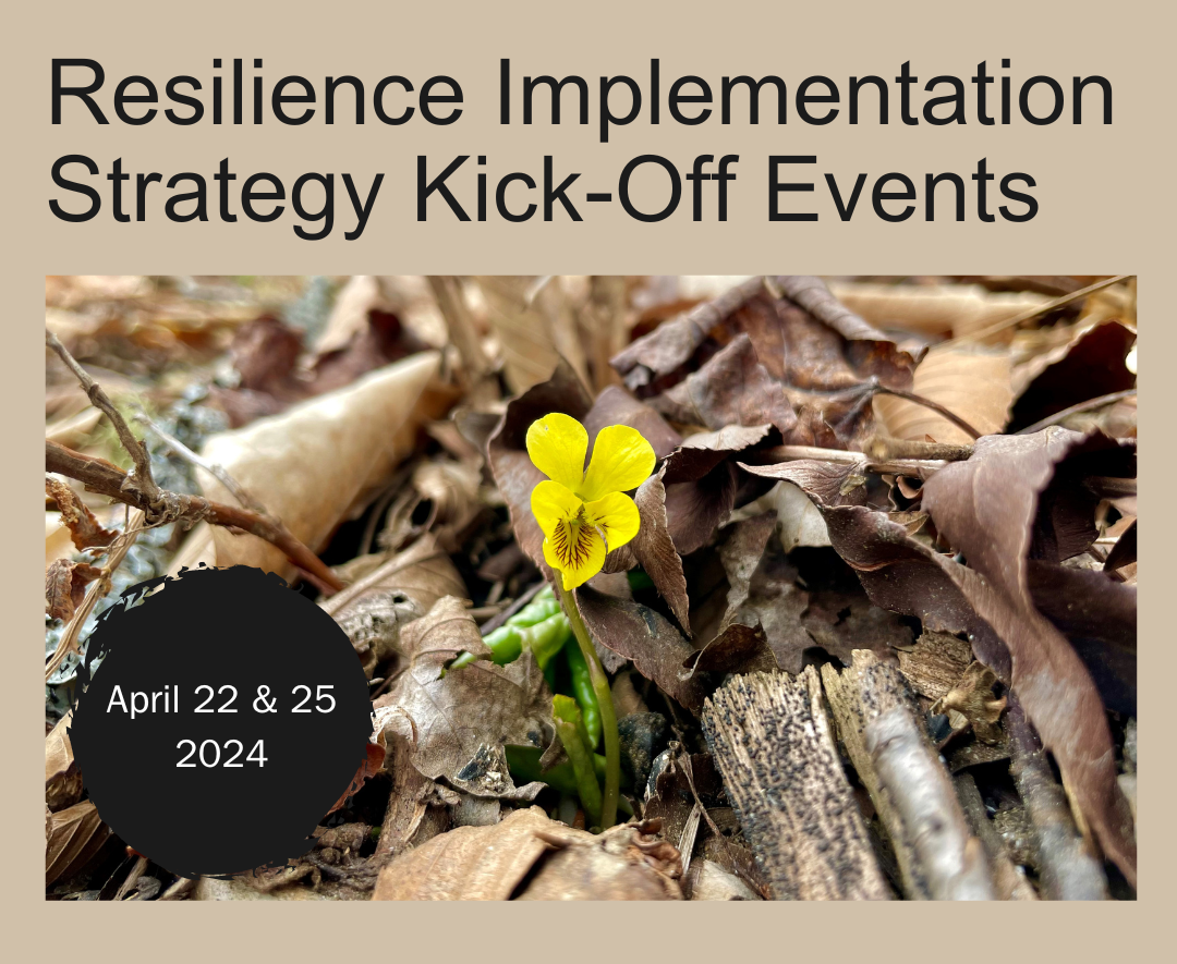 Yellow violet emerges from leaf litter on forest floor. Text reads "Resilience Implementation Strategy Kick-off events April 22 & 25, 2024."
