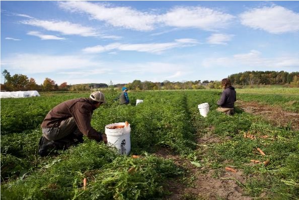Workers harvesting carrots