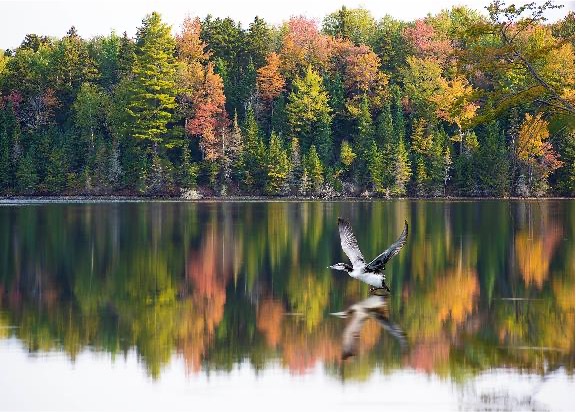 Bird flying across water in Vermont