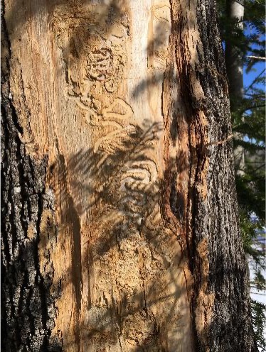 Picture of a tree with damaged bark